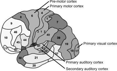 scanner noise) takes to return to baseline. Figure 3. Human cortex (lateral view) according to Brodmann s cytoarchitectural map. stronger activation) [Robson et al.