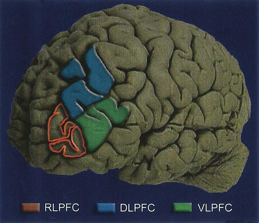 1162 CHRISTOFF, REAM, GEDDES, AND GABRIELI Figure 1. Schematic illustration of subregions of the lateral prefrontal cortex.