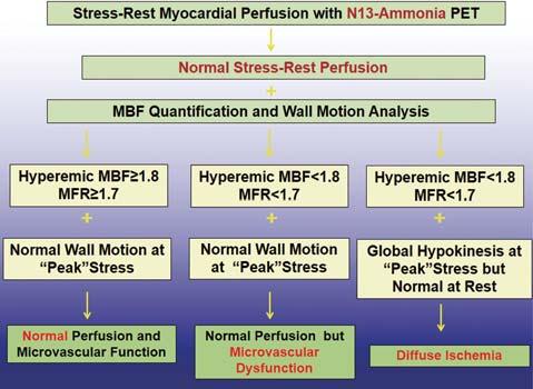 MBF and MFR may unmask microvascular dysfunction as functional precursor of CAD that may reinforce lifestyle-changes and/or preventive medical care.