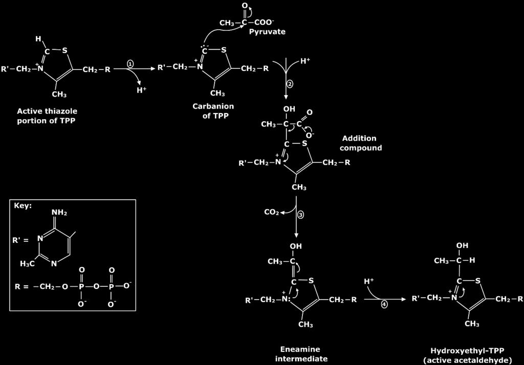 6.3 Thiamine pyrophosphate in the pyruvate dehydrogenase reaction.