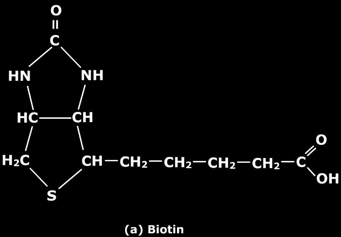 Fig1. Structure of Biotin is widely distributed in food as biocytin, which is bound to amino group of lysine. Fig2. Structure of biocytin 3.
