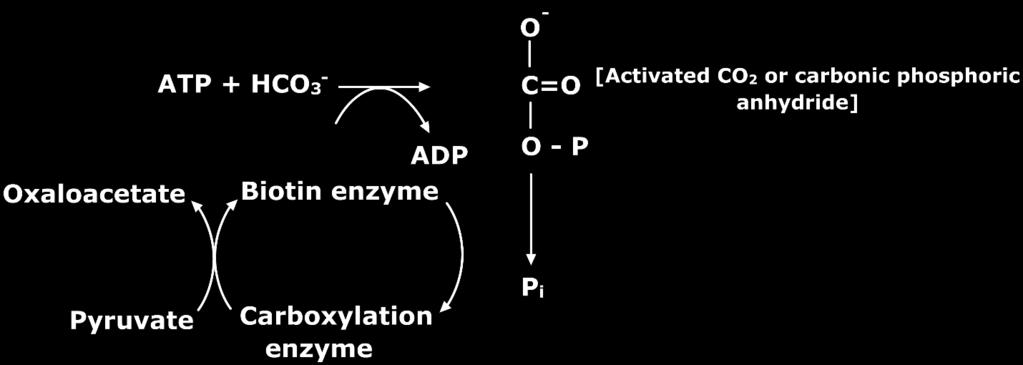 3.3 Mechanism of carboxylation A holo carboxylase synthetase catalyses the attachment of to ε amino group of lysine residue of carboxylase enzyme to form biocytin, in an ATP dependent reaction. Fig3.