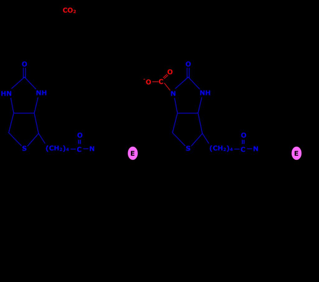 Fig4. Enzyme bound acts as a carrier for CO2 in pyruvate carboxylase reaction Starting with an ATP