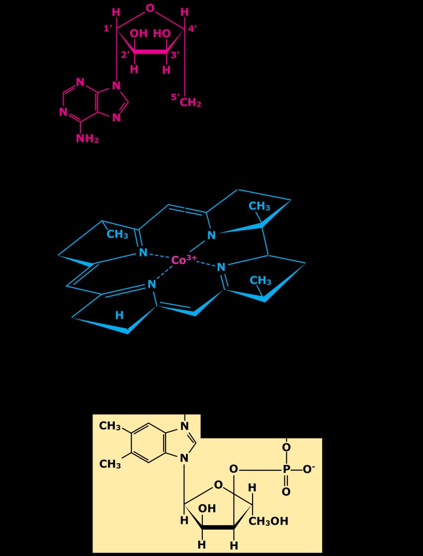Fig6. Structure of Coenzyme B12 The tetra pyrrole ring system, called a corrin ring similar
