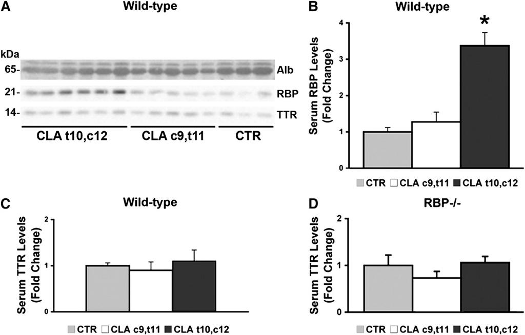 TABLE 2. Effect of different dietary CLA isomers on serum retinol levels Genotype Diet CTR Olive Oil CLA c9,t1 1 CLA t10,c12 WT 33.0 ± 9.3 39.7 ± 13.3 40.5 ± 8.5 71.7 ± 9.0* RBP / 4.0 ± 1.2* 3.9 ± 1.