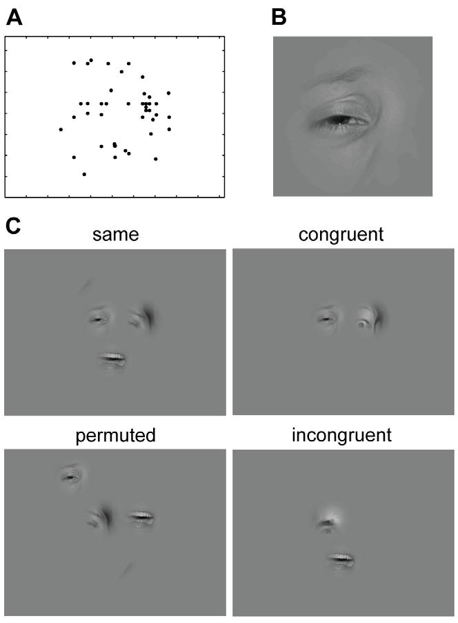 constraint, a residual set of bubbles for the face stimuli was selected by hand. The resulting distribution of bubble centers for the expression task is shown in Figure 10A.