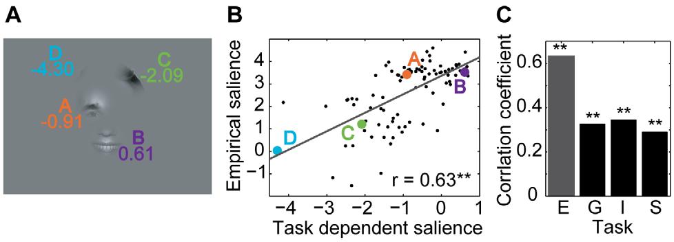 Figure 5. Relationship of task dependent and empirical salience. (A) Example stimulus of the expression task with individual bubbles labeled by their bubble information.