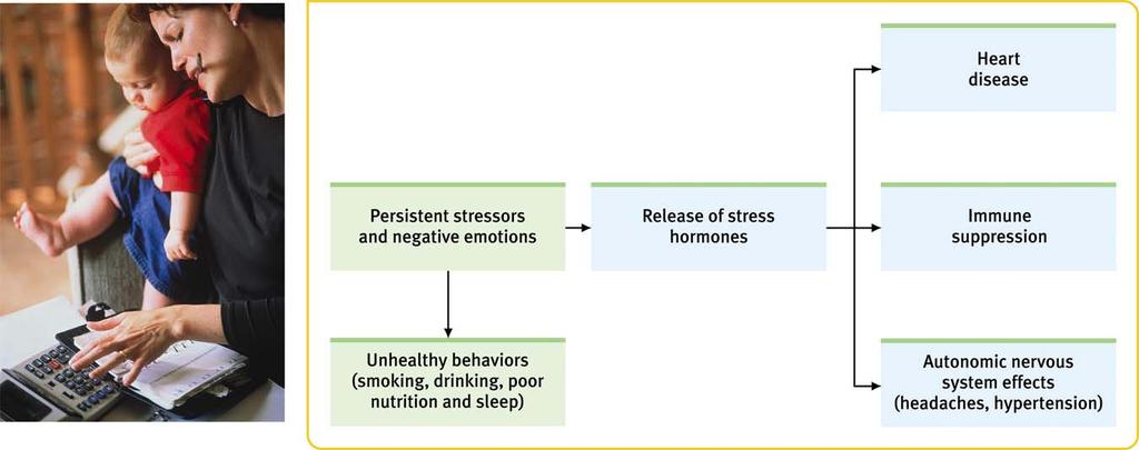 LP review of course A 7 Physical effects of stress The effects of stress and