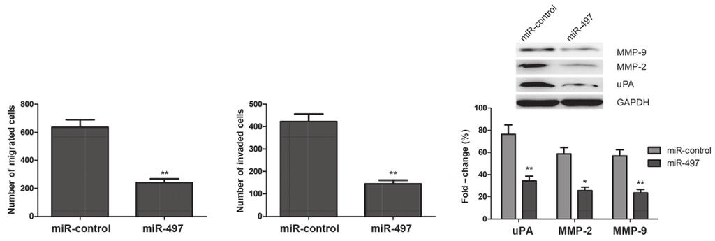 (A) MG63 cells were transfected with a mir 497 mimic or mir control for 48 h, and subsequently collected for cell cycle analysis using Cell Cycle Assay Kit (Fluorometric Green).