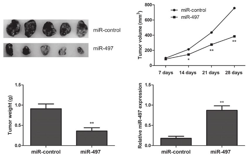 ONCOLOGY LETTERS 11: 2207-2212, 2016 2211 A B C D Figure 4. mir 497 inhibits tumor growth in vivo.