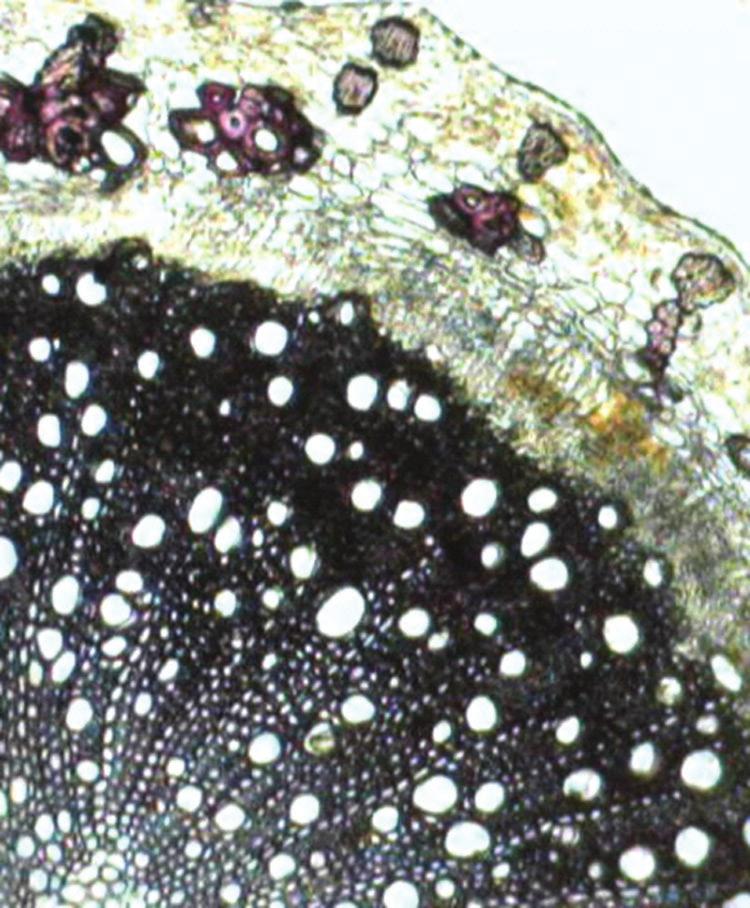 Fig. 1: Microscopy of Fagonia