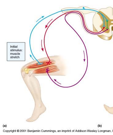 Sensory pathway Stretch Reflex Stretch of extensor muscle + Excitatory to extensor - Knee flexion Inhibitory to flexor Reversal Reciprocal of original inhibition actions 11 he stretch reflex in its