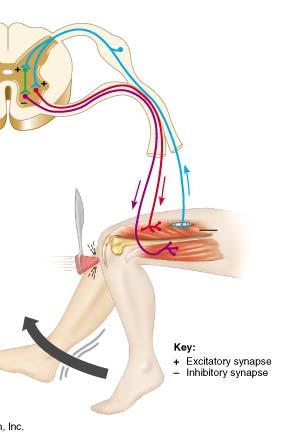 Knee-Jerk Reflex Sesory to spinal cord. Excitatory to extensor muscle. Tendon stretch causes muscle stretch Inhibitory to flexor muscle.