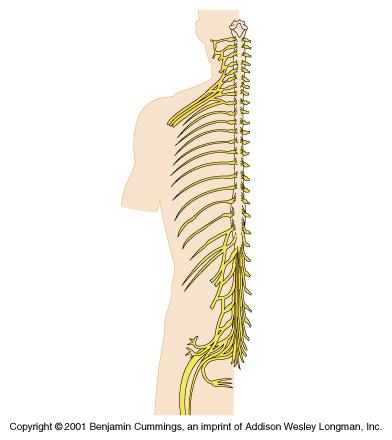 Spinal Nerves Plexuses: Cervical Brachial Lumbar Sacral A plexus is is an an interconnection of of fibers which form form new new combinations as as the the named peripheral nerves.