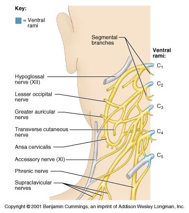 The Cervical Plexus Innervates
