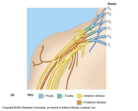 Brachial Plexus Cords: lateral posterior medial Axial Musculocutaneous Radial Median Ulnar 4 These are the primary nerves of the brachial