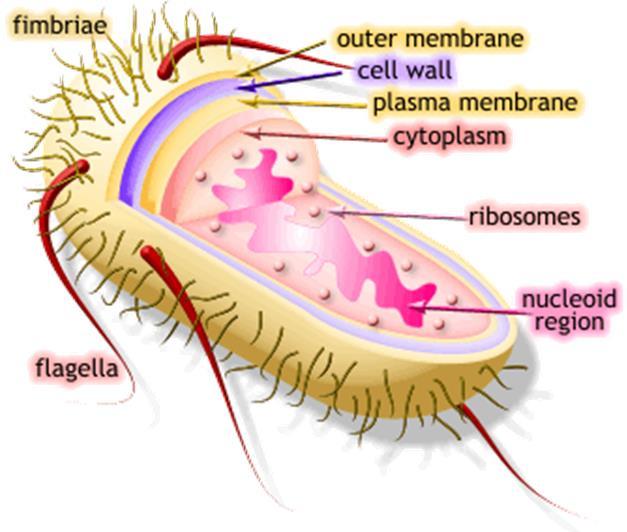 The prokaryote Fimbriae