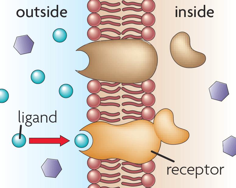 reach receptor on inside of cell.