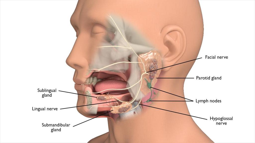 WHAT ARE THE SALIVARY GLANDS? The salivary glands make spit (saliva) and releases it into the mouth to keep the mouth and throat moist and help with swallowing and digesting food.