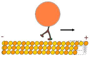 Molekula txikiak eta hainbat makromolekula difusioz mugitzen dira gehienetan, baina organuluak edo konplexu makromolekularrak (mrnakonplexu nukleoproteikoak, esaterako) handiegiak dira