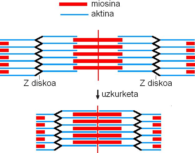 proteina handia (3 x 10 6 dalton, aurkitu den polipeptidorik handiena da), miosina-pirua eta Z diskoa konektatzeko, besteak beste.
