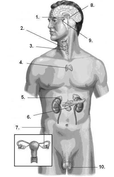 Use the dagram to the rght to answer the next two questons. 15) The term master gland refers the structure labelled?