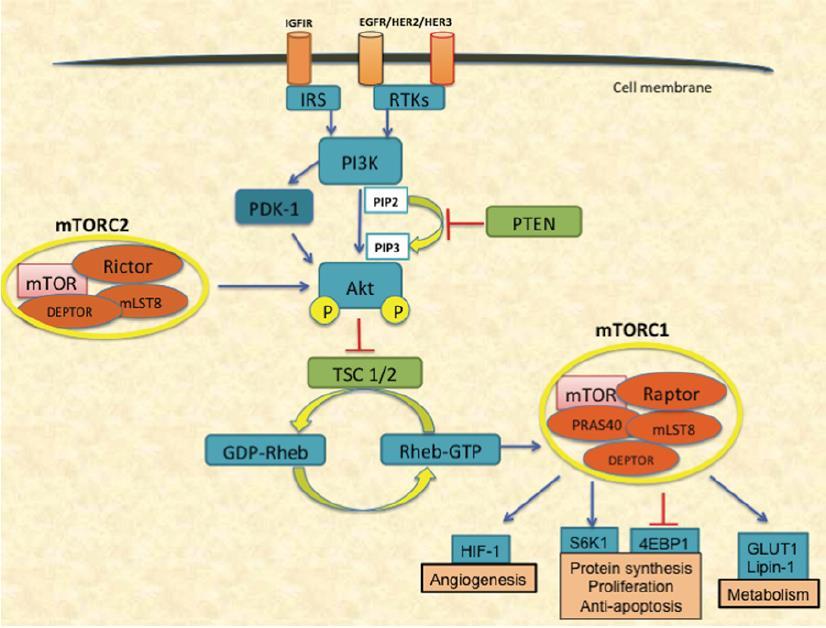The PI3K/AKT/mTOR pathway Bjornisti Ma et al., Nat Rev Cancer 2004.