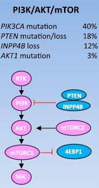... in breast cancer The PI3K/AKT/mTOR pathway is frequently activated in brest cancer due to: