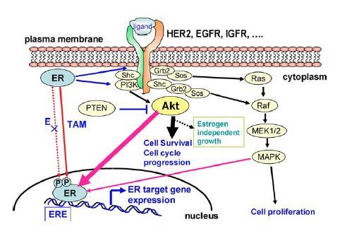 Crosstalk between ER and mtor signaling (2) The PI3K/AKT/mTOR pathway is important in the clinical sensitivity of breast cancer to endocrine therapy hyperactivation of this signaling has been