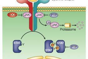 Janus Kinase Pathway Janus kinase inhibitor Targets a specific intracellular signaling cascade-jak/stat pathway The JAK family binds