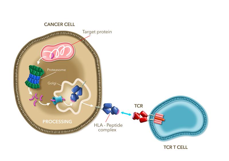 Increasing the affinity of Tumorspecific TCRs (NYESO1) All T