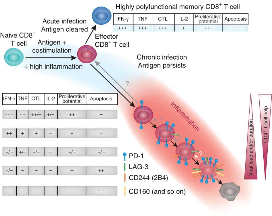 Hierarchical Loss of T Cell Function leads to Immune Exhaustion Adapted from Wherry, J et al. Nature immunology. 211.