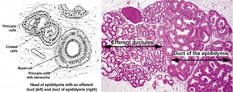 d. Histology 1. Lined with a simple epithelium composed of alternating taller, ciliated cells and shorter cuboidal cells with lysosomes.