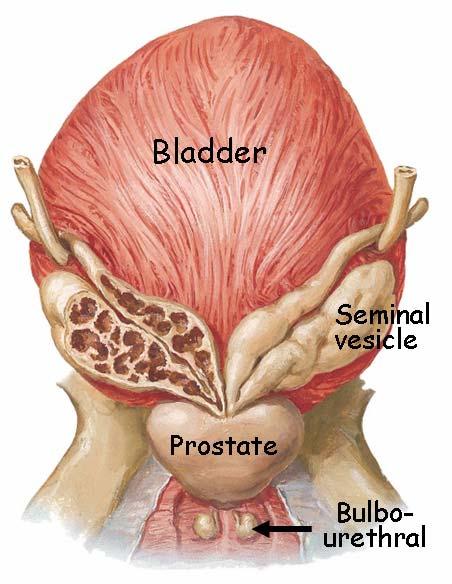 B. No muscle layer is retained from the ductus deferens. C. The ejaculatory duct traverses the prostate gland to join the prostatic urethra. IV. Urethra A.