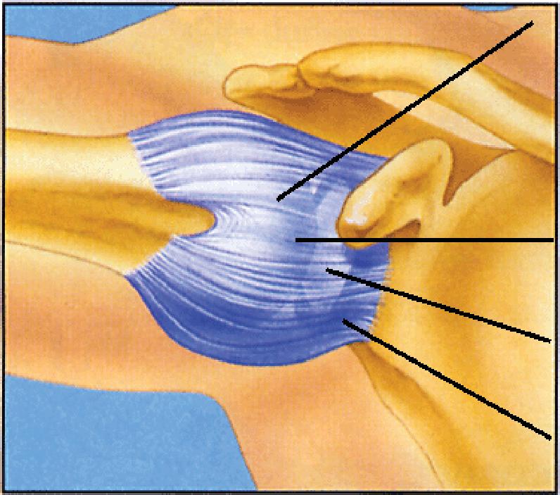 HOW THE NORMAL SHOULDER WORKS Your shoulder is the most flexible joint in your body. It allows you to place and rotate your arm in many positions in front, above, to the side and behind your body.