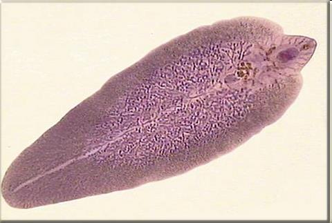 Most parasitic worms do not need a complex digestive system.