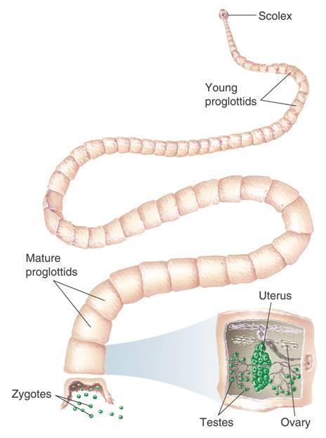 Structures of a Tapeworm Scolex Young