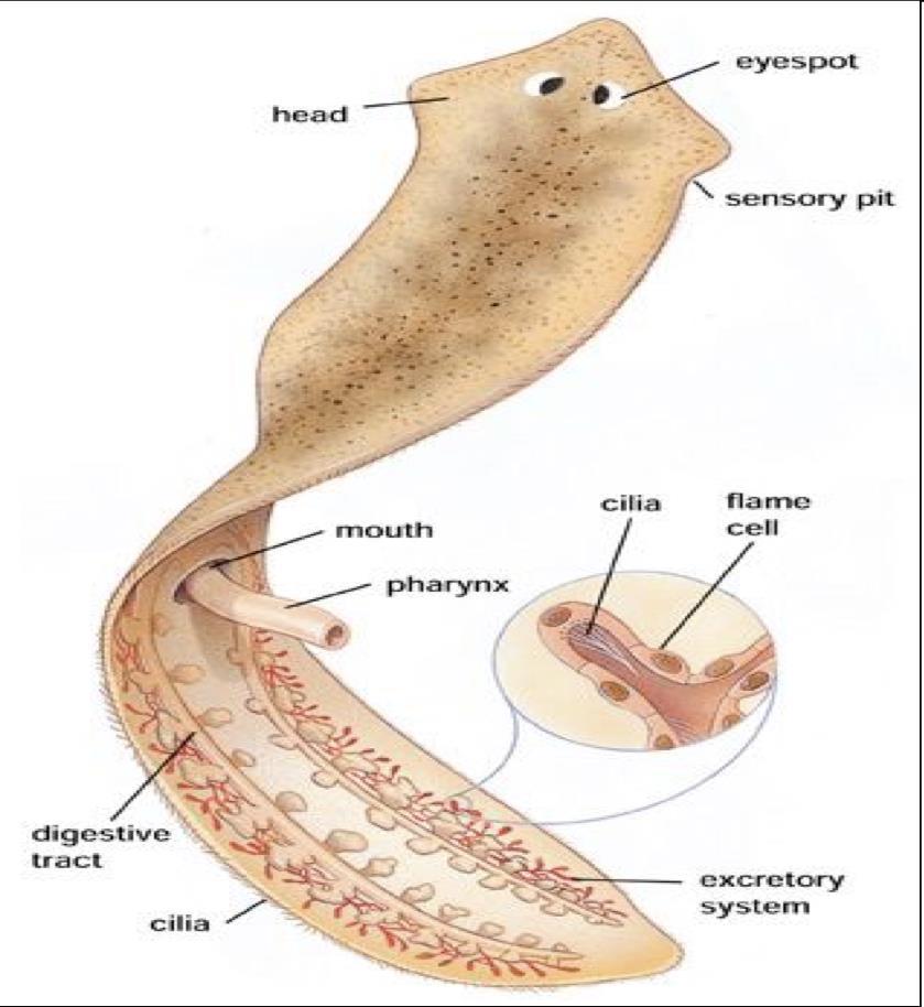 Feeding Flatworms have a digestive cavity with a single opening through which both food and wastes pass.