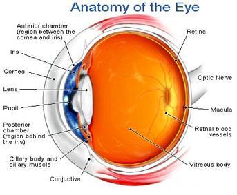 Through the eye to the brain Cornea > pupil > lens > fluid > retina** (consisting of rods & cones) Rods and cones of the retina convert