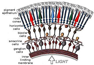Through the eye to the brain Rods/cones > bipolar cells > ganglion cells > optic nerve (where it