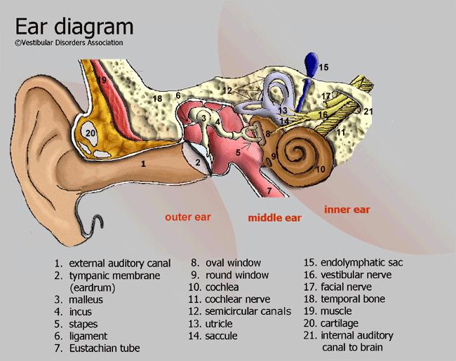 THE EAR Outer ear (ear canal to eardrum) > middle
