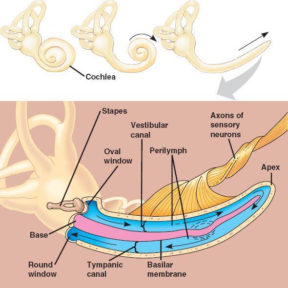 > inner ear** (cochlea, basilar membrane, and hair
