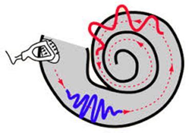 How we hear Place theory: The idea that we detect different pitches because different sound waves trigger activity at different places along the cochlea s