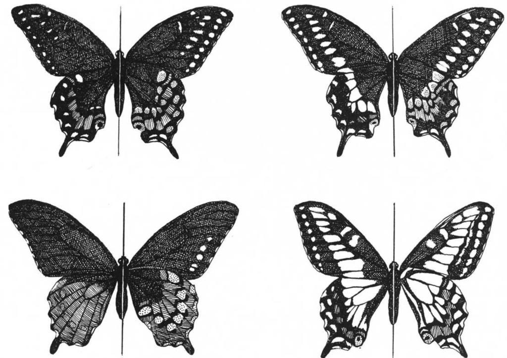 males and females. MATERIALS AND METHODS The wing patterns of Papilio polyxenes and related species The wings of male and female P.