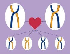Patterns of inheritance: autosomal recessive Affects males and females equally Each parent must carry the