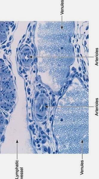 layer is mostly missing) Tunica media - thin consists of 2-4 layers of smooth muscle