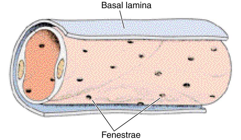 fenestrated capillaries their wall consists of the same layers as that in continuous ones but endothelial cells are provided by circular pores (fenestrae)