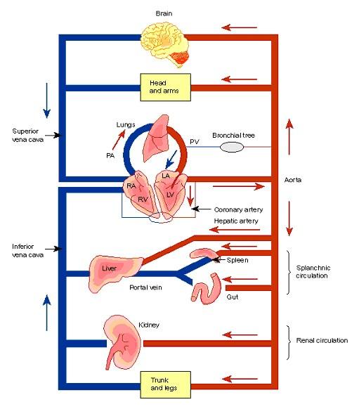 Blood circulation of the human systemic