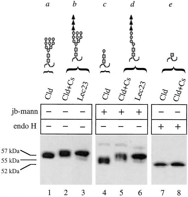 Fig. 7. The cld mutation does not affect addition or trimming of glucose residues on LPL oligosaccharides.