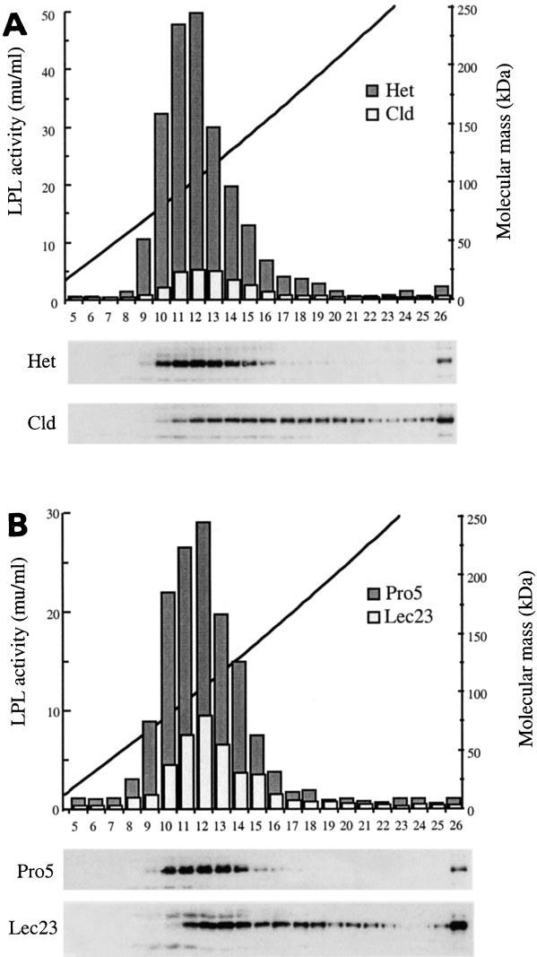 Fig. 2. Sedimentation profile of LPL activity and mass in unaffected and mutant cells.